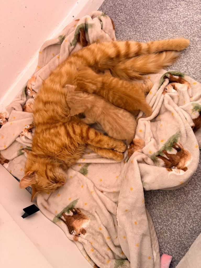 Manecoon bengal kittens