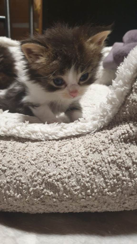 Domestic long haired kittens, all reserved!