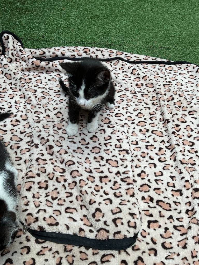  Adorable Black & White Kitten – Loving Home Wanted 🐾 