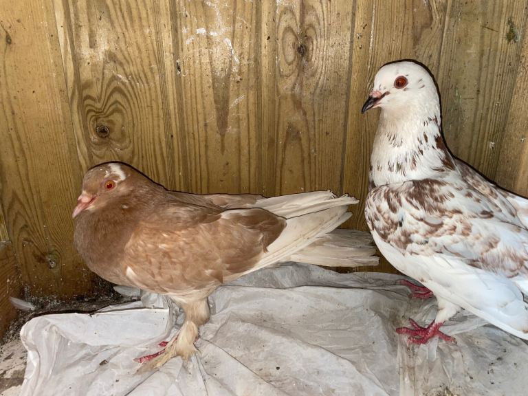 Pairs of pigeons 