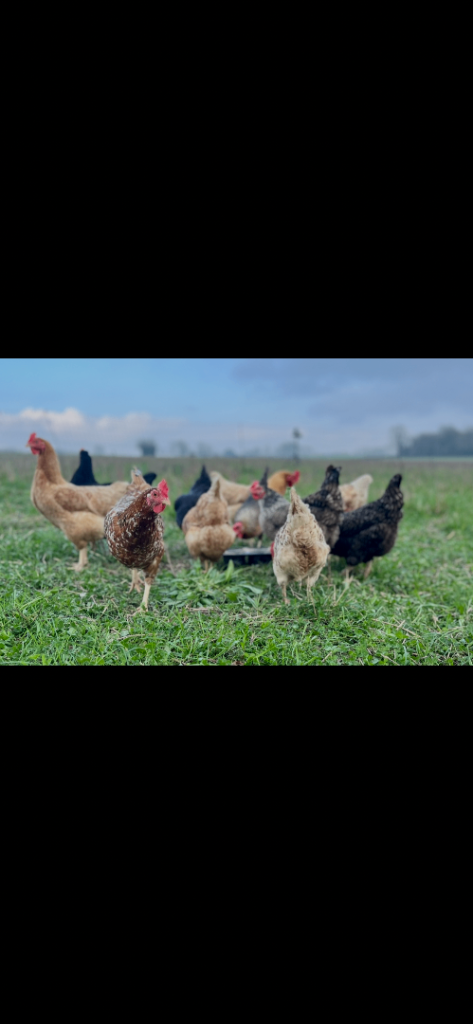 Organic Point of Laye chickens