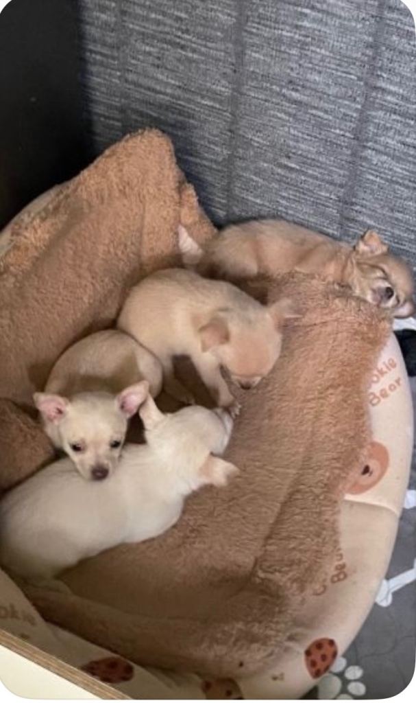 Ready today. Cute Boy chihuahua 