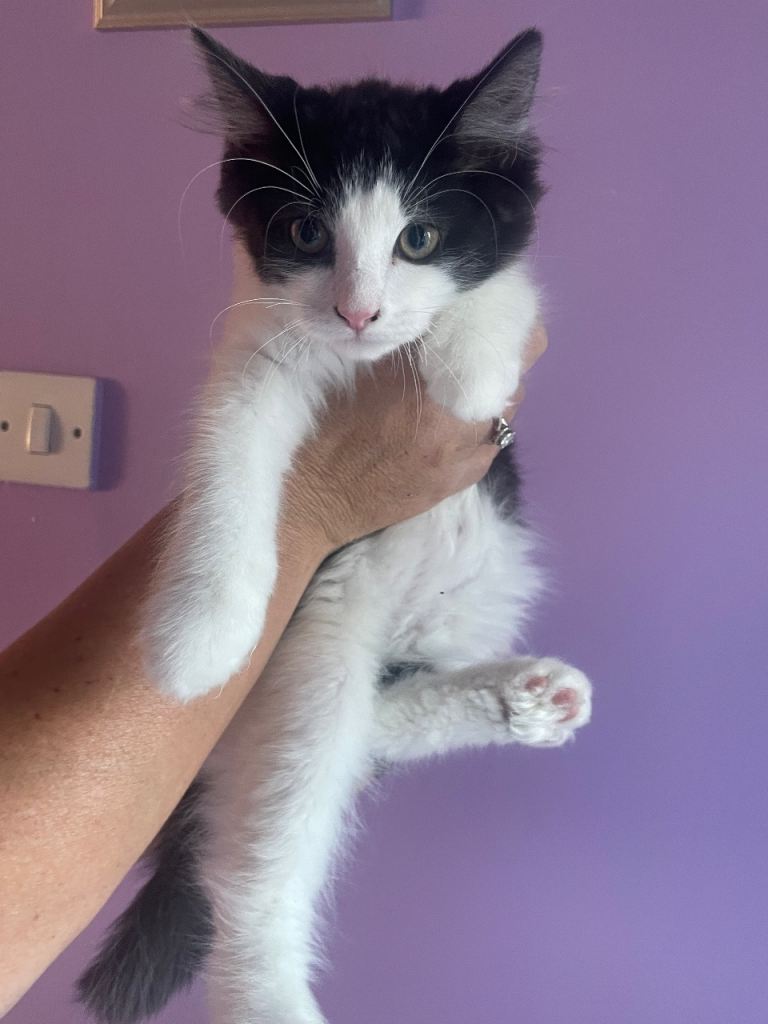 Playful kittens looking for there forever home