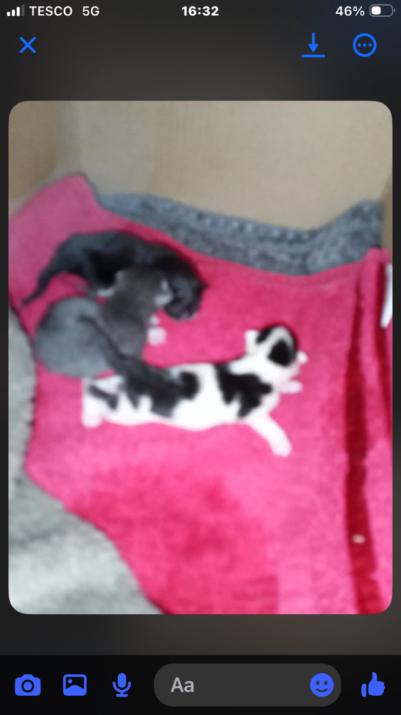 2 kittens  female 