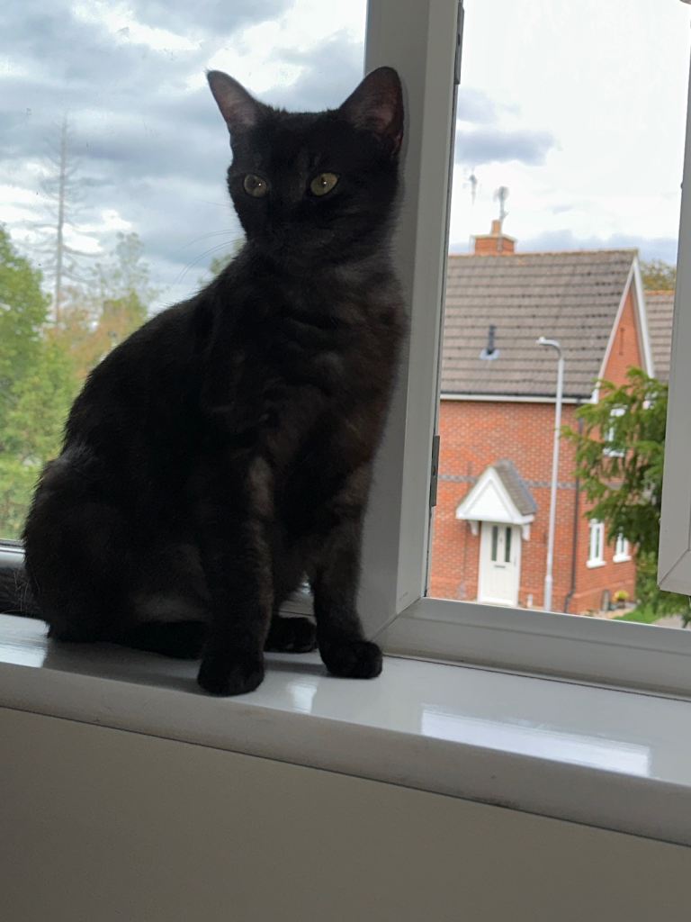 🐈 Beautiful 8-Month-Old Black Female Kitten – Loving Home Wanted