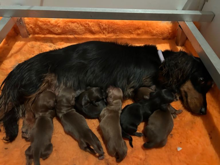 Kc registered  Minature long haired dachshunds 