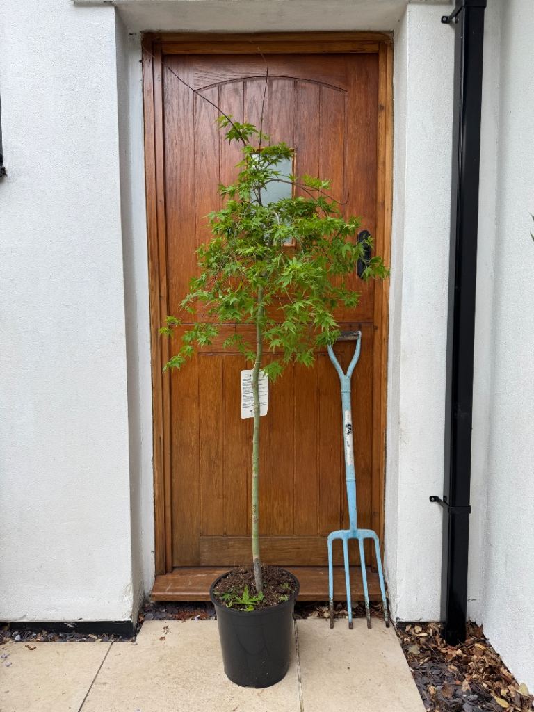 140cm acer ryusen japanese maple tree outdoor plant 