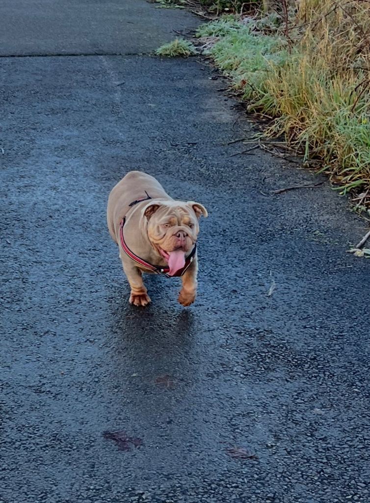 English bully fully kc registered girl