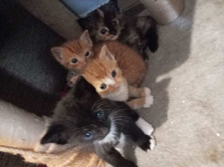 Squad! The best bunch of kittens ever 