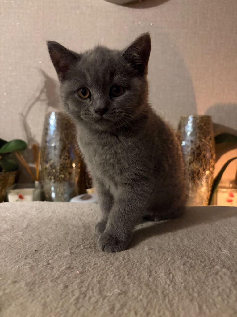 British short hair kittens