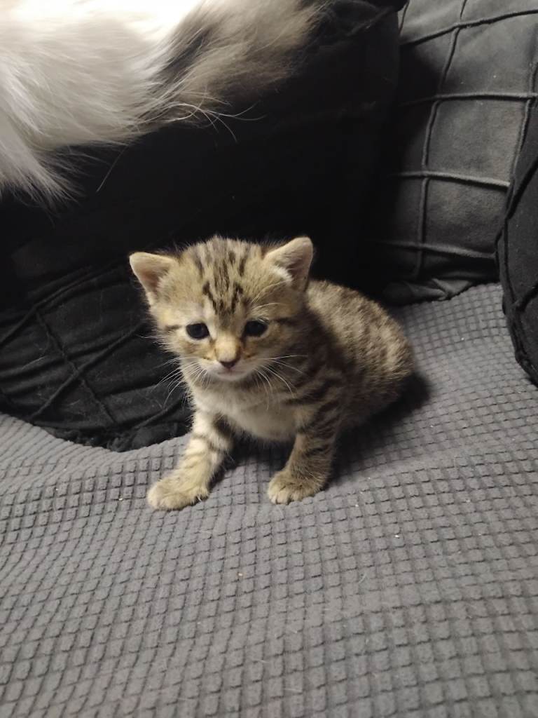 Kitten female 