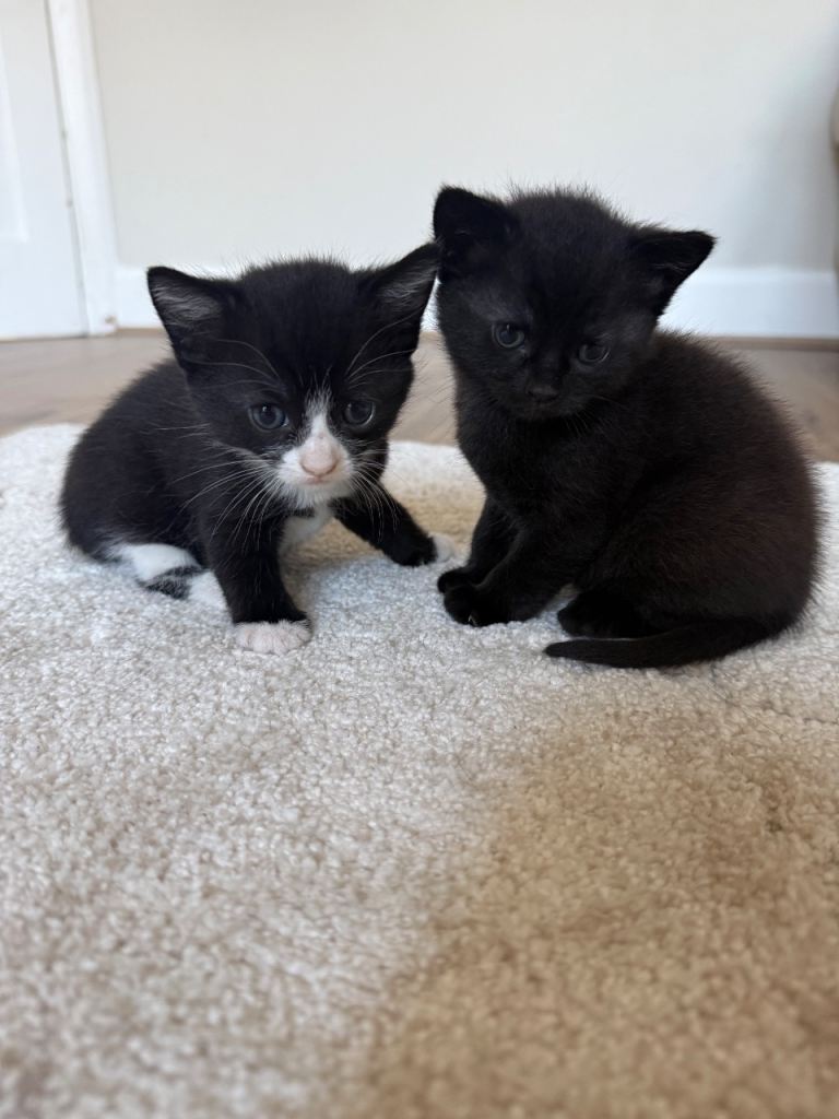 2 gorgeous kittens 