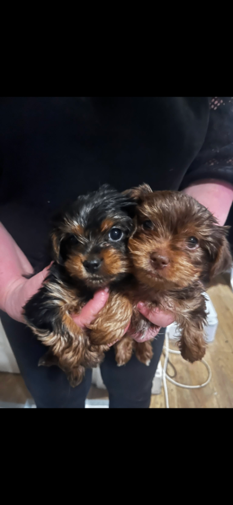 Yorkshire terrier puppies for sale 