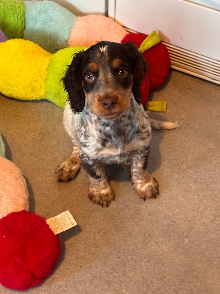 Cocker spaniel