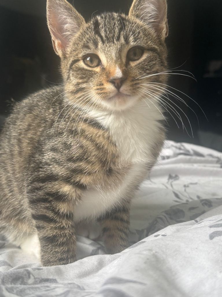 £300 Kitten Available OFFER 