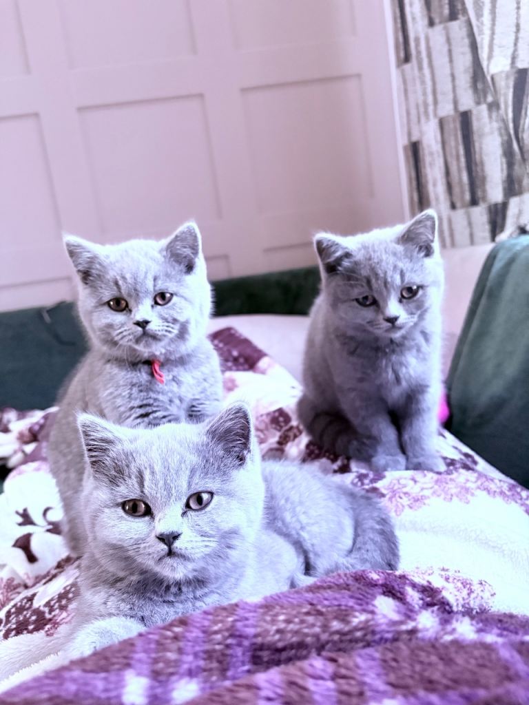 3 Girls left British Shorthair Blue Kitten from Pedigree Family 