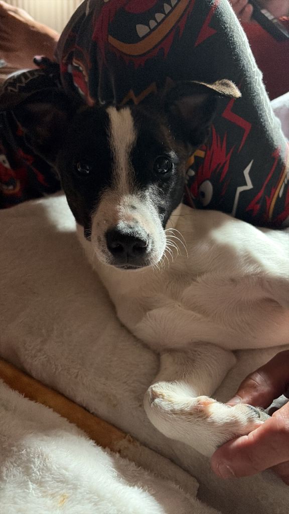 Luna the Jack Russel girl 