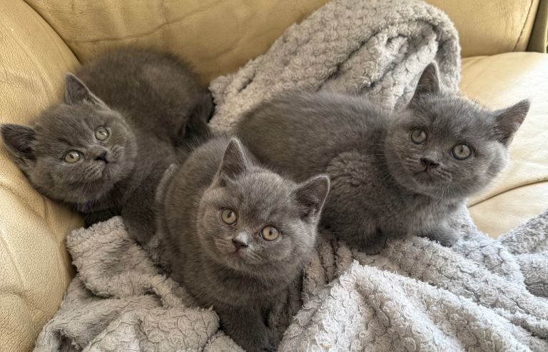 British shorthair Blue kittens! Females left! 