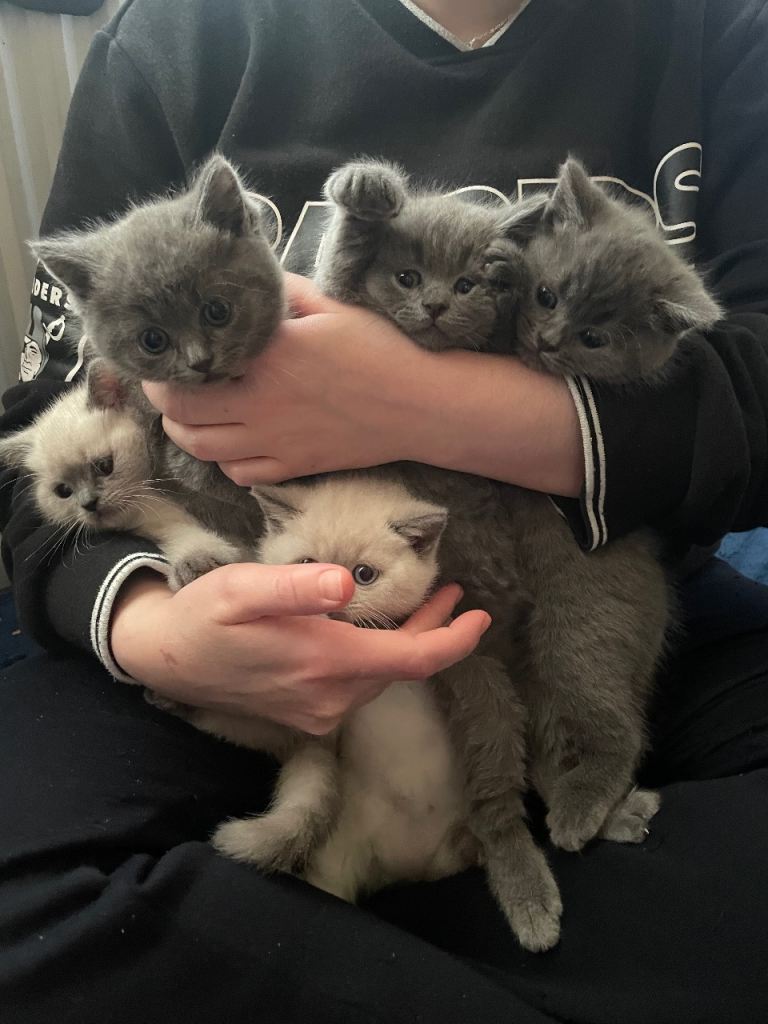 Kittens looking for a new home 