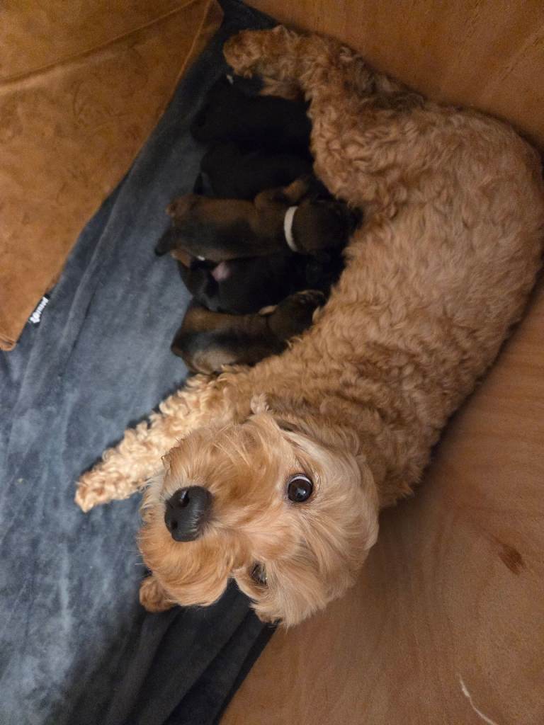 Schnockerpoo puppies 