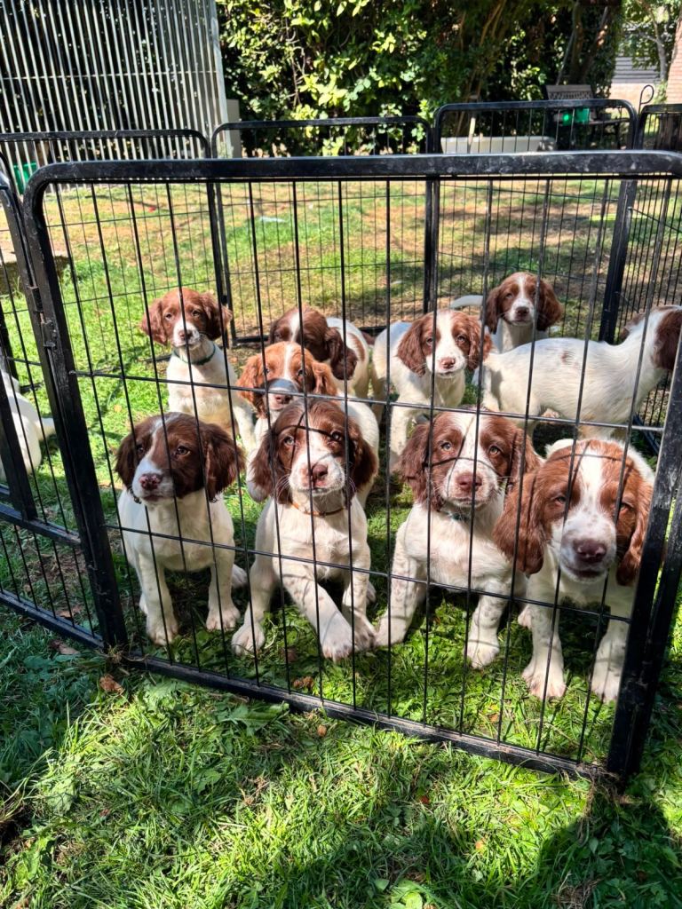 Beautiful KC Springer Spaniel Puppies 