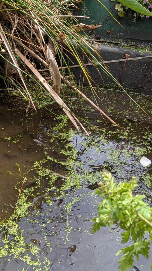 Pond fish in need of a new home