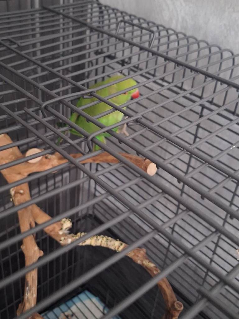 Indian ringneck parrot