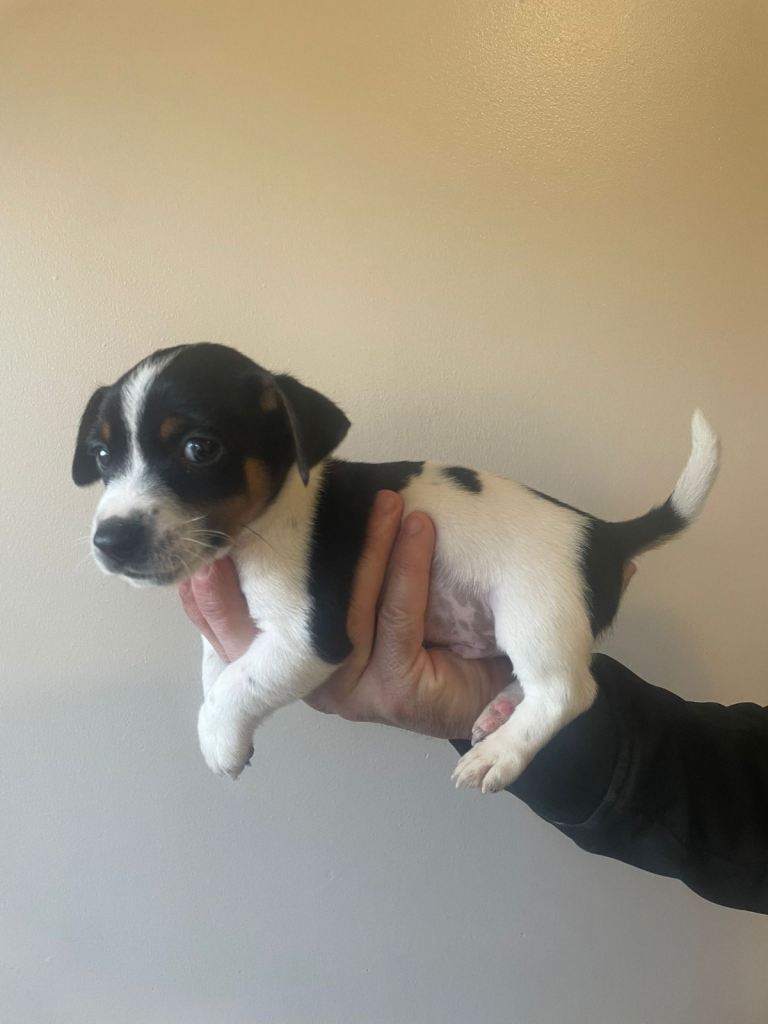 Jack russel puppy’s 
