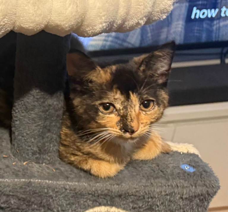 Three beautiful kittens, all girls