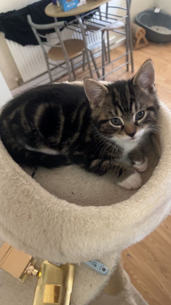 Kitten for sale