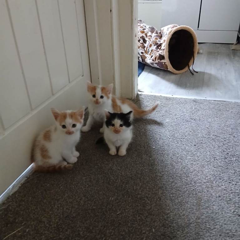 Kittens for Sale – 2 Ginger Boys & 1 Black and White Girl