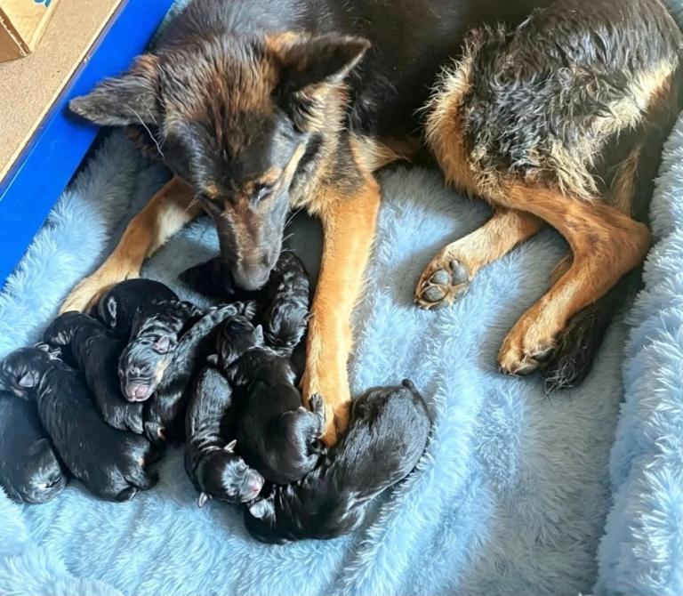 German Shepherds long coat pups