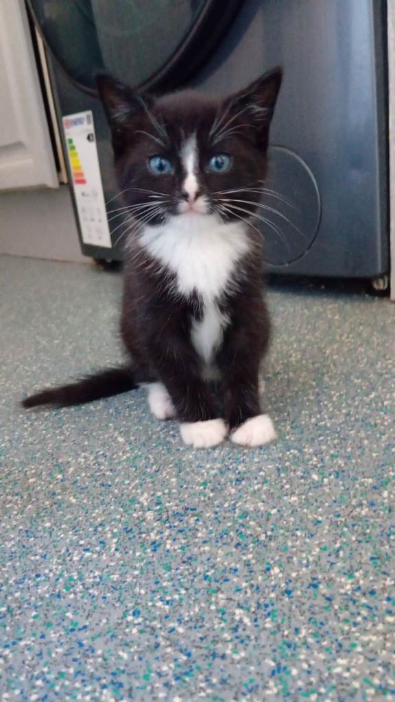 4 kittens available at 9 weeks 