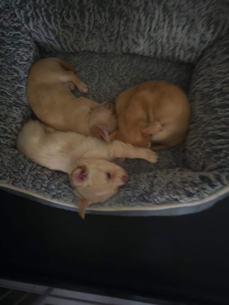 3 Chiuahaua  puppies