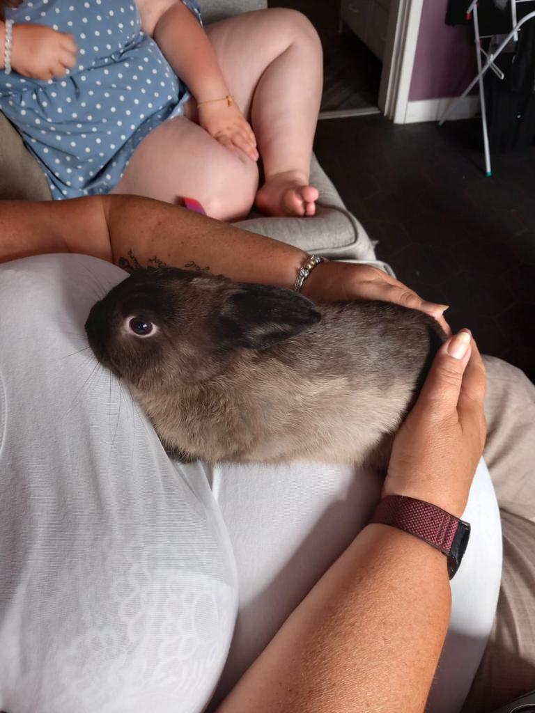Bunnies