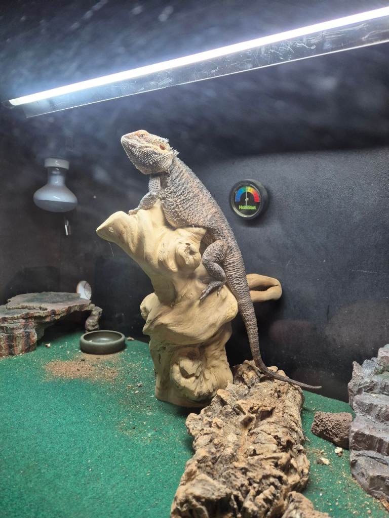 Freya bearded dragon