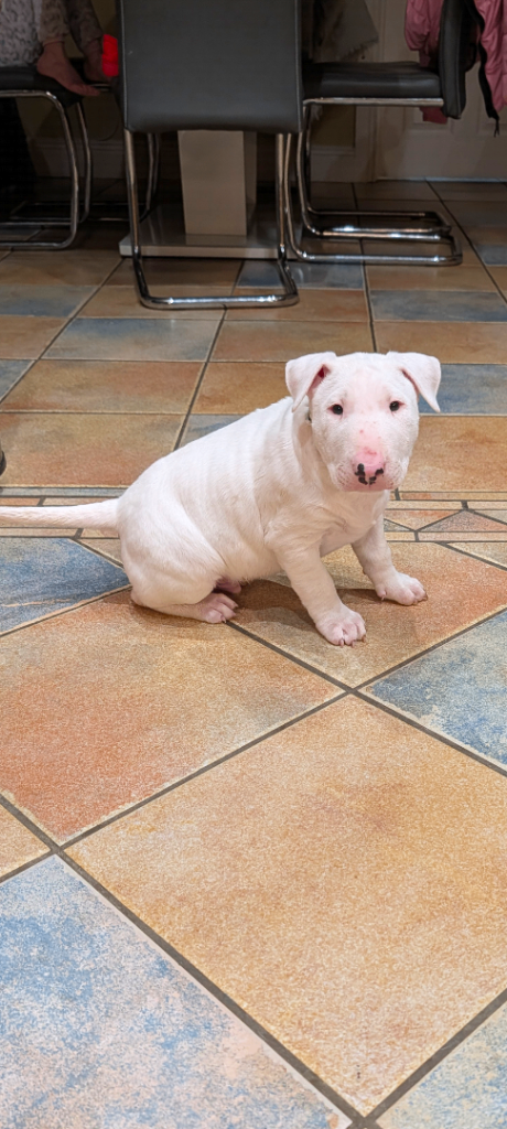 English bull terrier pups