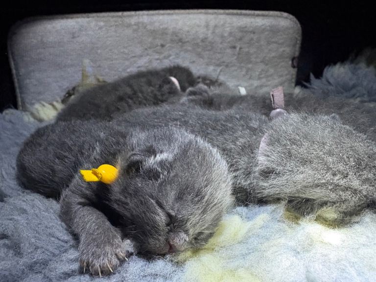 British Shorthair X kittens 