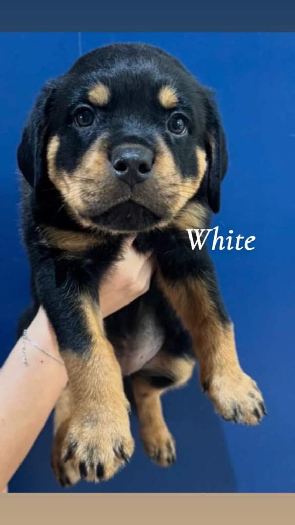 Rottweiler pups pure breed 