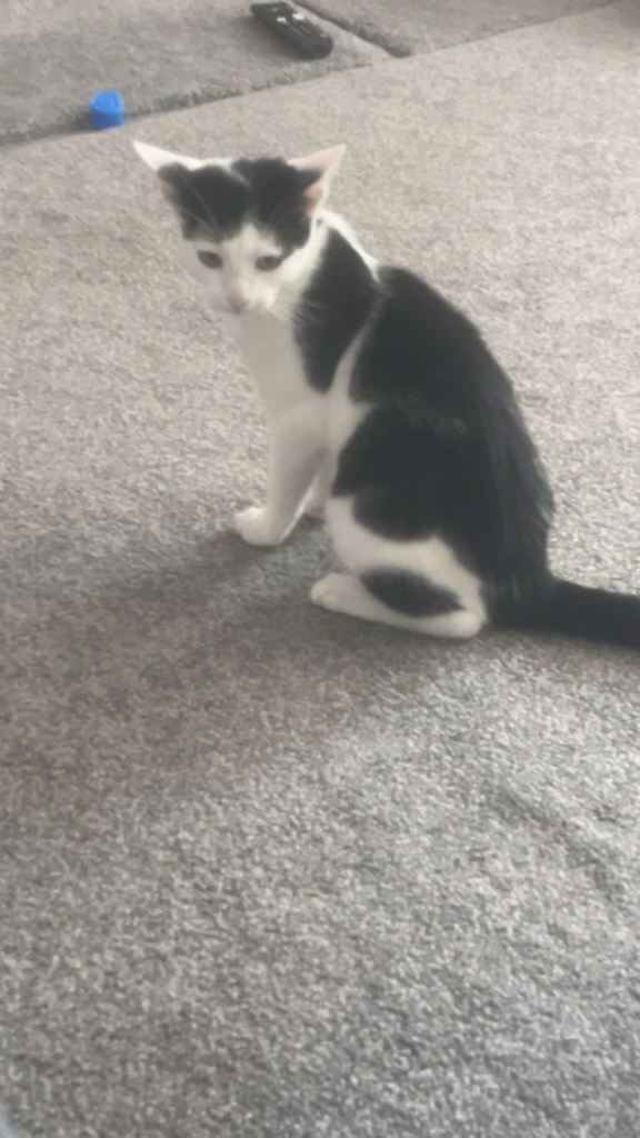 6 month male kitten 