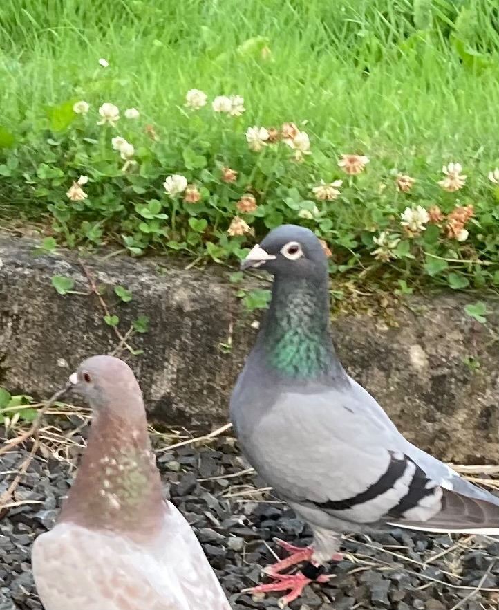 Racing pigeons ballyclare  