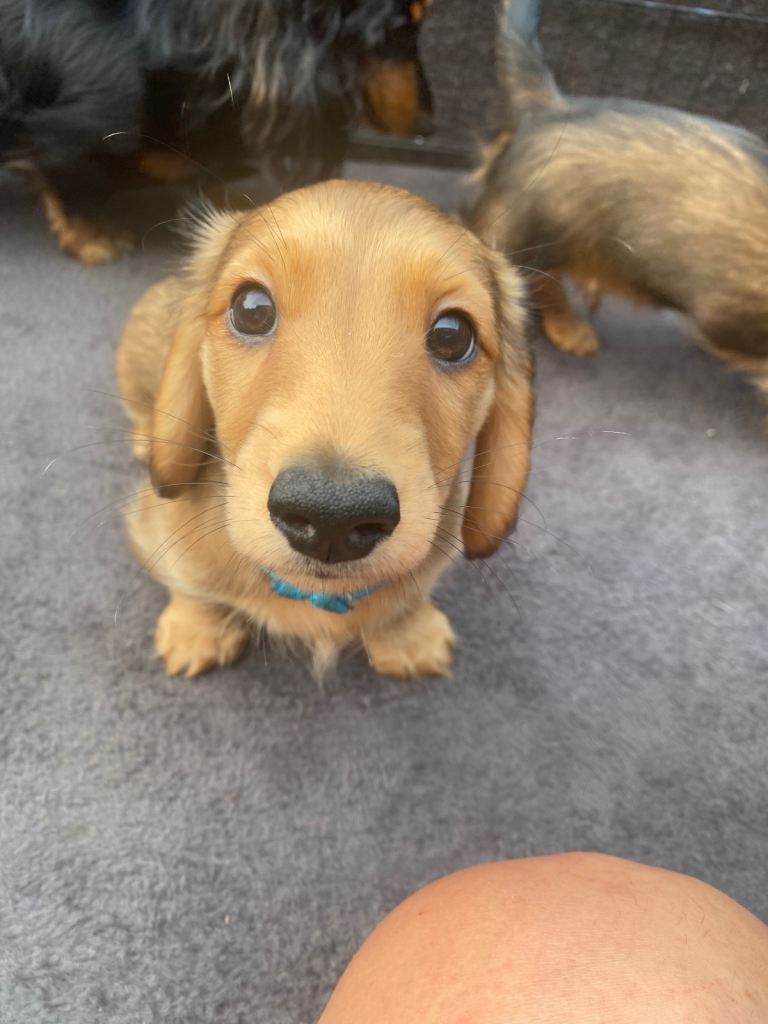 3x Boy Miniature Longhaired Dachshund