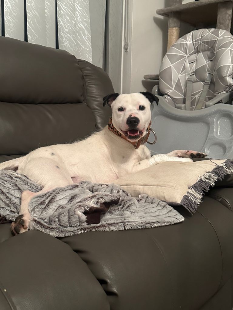 Rocco needs a new home