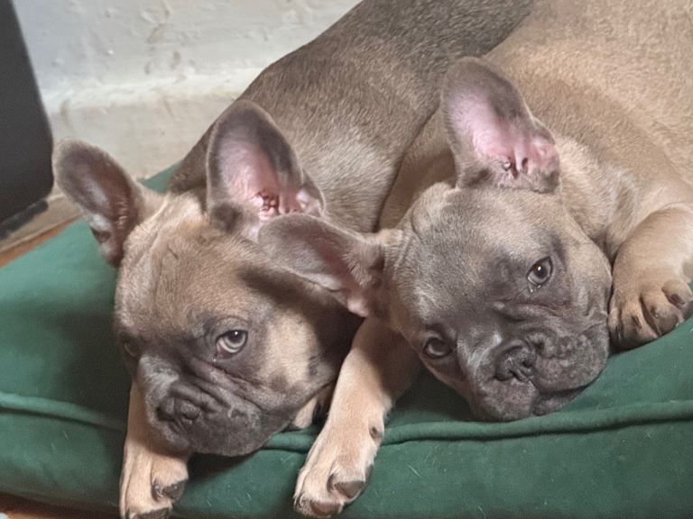 French bulldog puppies rarest to go