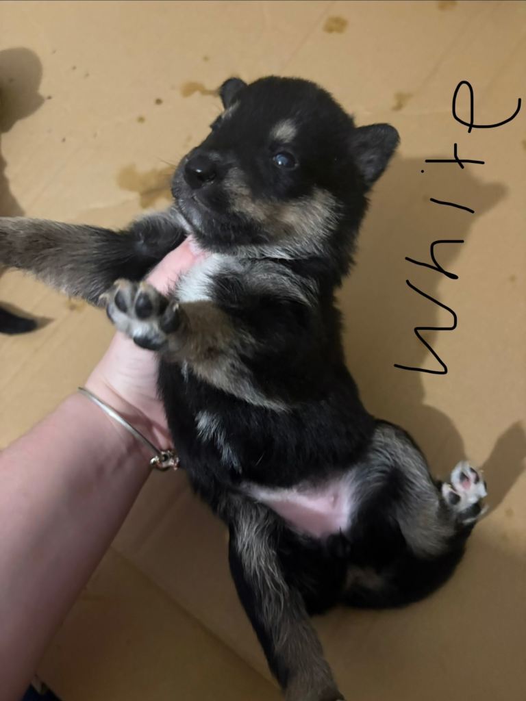 German Shepherd Husky Pups