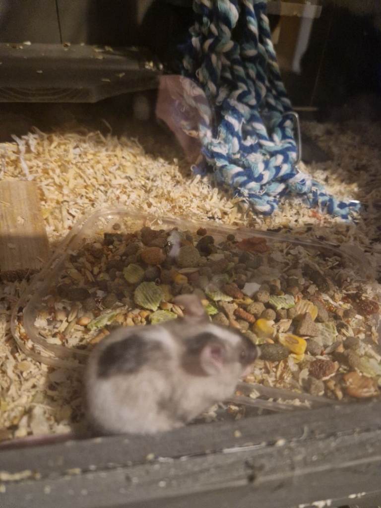 Fancy mice