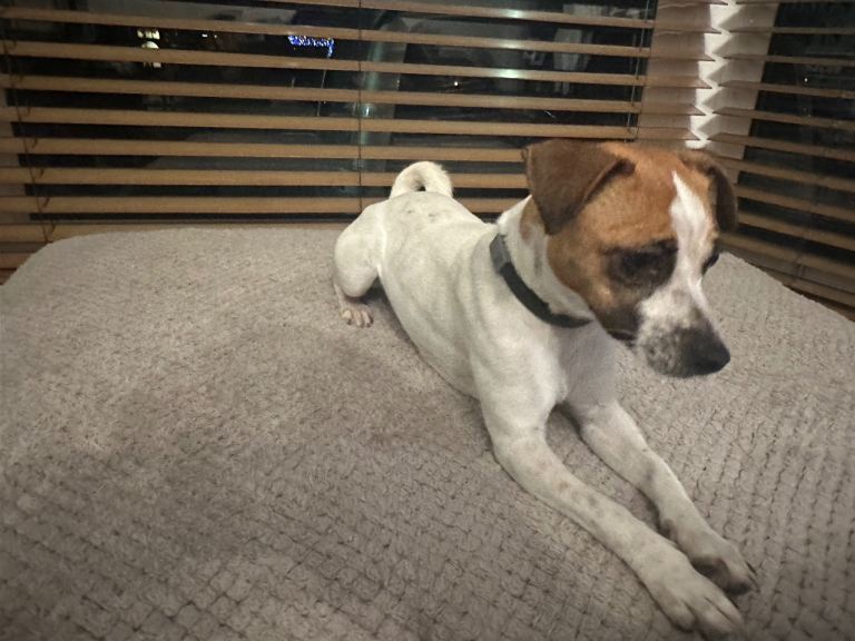 Jack Russell puppies