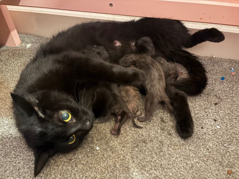 Male black kittens