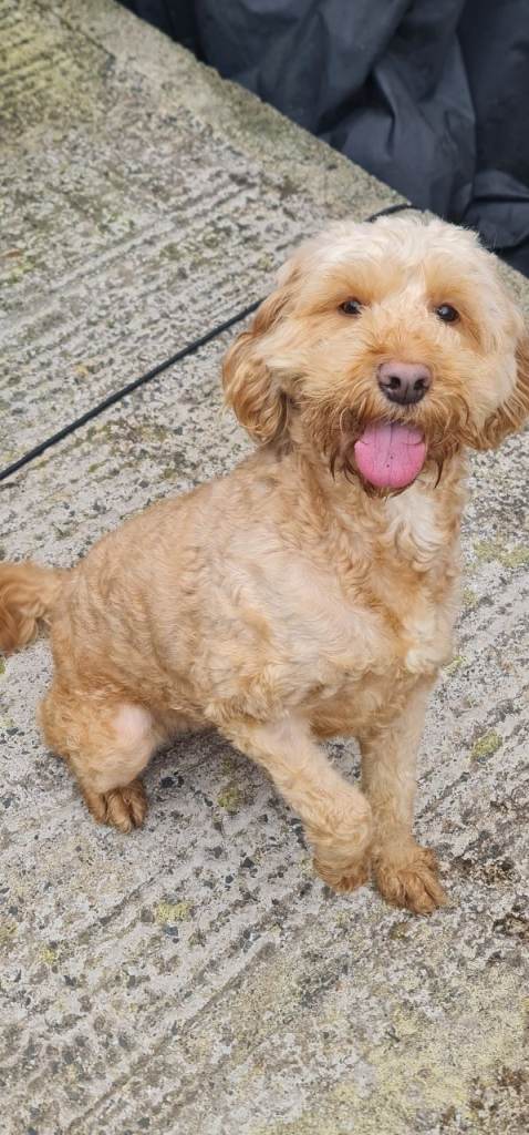 3 year old female Cockapoo