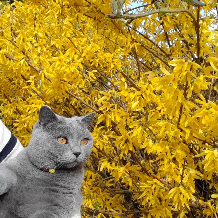 British Shorthair for rehomeing